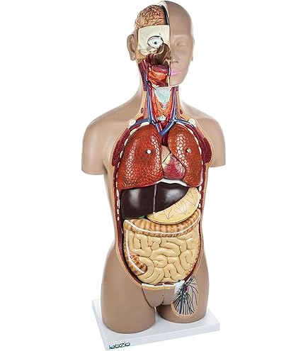 【人体模型】KIKKERLAND HUMAN TORSO 人体模型】KIKKERLAND HUMAN TORSO ZX-1103P Human Torso Small