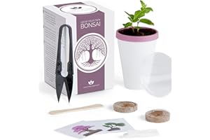 WAM BAM BOO Bonsai Tree Kit - Grow Your own Kits Bonsai Tree Indoor Plant with All of The Bonsai Tools You Need, Gardening Gifts (Mini Red Maple)