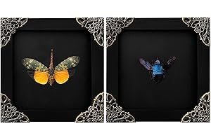 vinatimes 2 Real Blue Bee Lanternfly Butterfly Frames Dead Insect Dried Bug Shadow Box Wood Oddity Framed Taxidermy Specimen Collectables Decoration Reading Tabletop Home Decor Gallery K12-55DE61DE