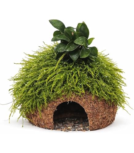 Fisch Hhle Kokosnuss mit Farn +Moos Aquarium Brutsttte Garnelenbumchen,  ca. 7-8 cm bepflanzt mit echten Tropica Wasserpflanzen : Amazon.de: Haustier