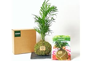 KOKEDAMAS LUCCIANA Kokedamas Kit - Palmera Chamadorea | Kokedama Interior | Bola de Musgo Vivo| Kokedama DIY | Planta Natural | Planta Interior | Decoración Hogar | Fácil Cuidado y Mantenimiento