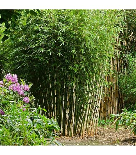 bambus 1 50 m hoch Bambus Jumbo (Fargesia murieliae 'Jumbo') | 150-175 cm im Topf
