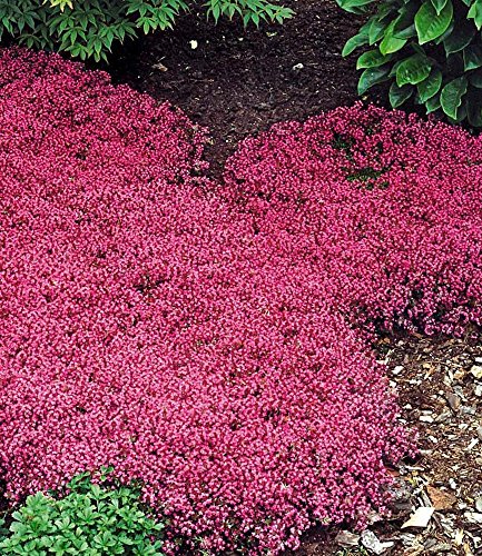 BALDUR-Garten Winterhart Bodendecker-Thymian Thymus, 3 Pflanzen - 2