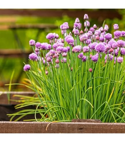 Windy City Flowering Onion Perennial - Allium - Gallon Pot - Hirt's Gardens