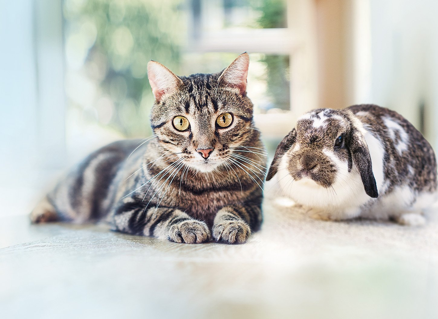 Le Reporter Sablais Advantage Chat Anti Puces Pour Chats