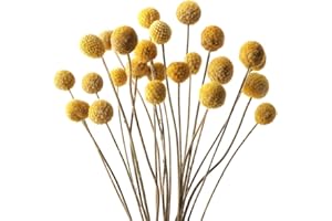 SONGJUM 20Pezzi Bouquet di Fiori Secchi Naturali di Craspedia Fiori Secchi Naturali Fiori Billy Bottoni Bouquet Floreale per Decorare la Casa Feste Matrimoni Negozi Feste Fotografie Decorazioni（Oro）