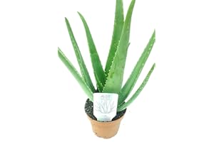 FRESHFIELD'S MARKET Medicinal Aloe Vera Indoor Plant