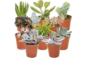 GARDENERSDREAM Mélange de succulentes – 10 plantes – Maison/Bureau Plante d’intérieur en pot Cadeau parfait