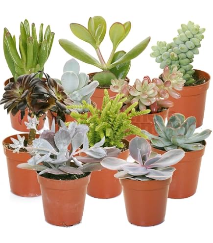 Graines De Pleiospilos Nelii – Cleft Stone – Lot De 40 Graines Avec Substrat Coco – Plante Succulente Rare Type “Pierre Vivante”