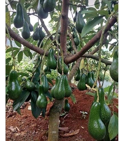 Zxxyanbi Live Avocado Fruit Plant (Height 1.5-2 Feet) Avocado
