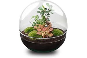 URBANJNGL Kit Terrarium DIY • Dôme XL Ficus Ginseng bonsaï • Écosystème avec Plantes • ↑ 30 cm