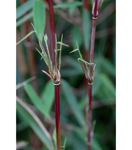 Bambus China Rohrgras Fargesia murielae Jumbo 60-80 cm hoch im 5 Liter  Pflanzcontainer : Amazon.de: Garten