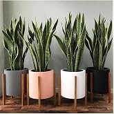Serada Decor &amp; Plant Sansevieria Paşa Kılıcı Peygamber Kılıcı Canlı İ&ccedil; Mekan Bitkisi