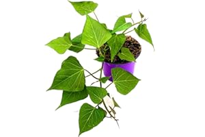 Süßkartoffel `Erato Oange` Ipomea batata