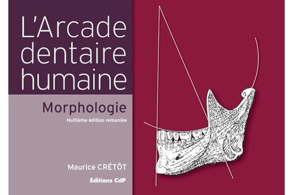 L'arcade dentaire humaine - Morphologie