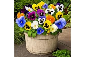 HAPPY GREEN SHOP Pansy Swiss Giant Mix 300 Seeds + Plant tag + Freebie - Large Flowered (Viola Wittrockiana)