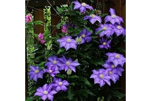 strimusimak Graines de clématite, Lumière Pourpre