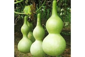 TOYHEART Semi di Ortaggi Premium da 10 Pezzi, Semi di Cucurbita Gigante Non OGM Commestibile Annuale Naturale Bottiglia Zucca Zucca Piantine per Giardino Verde