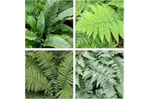 Carbeth Plants Fern Plant 4 x Mix – Shade Loving Outdoor Plants Garden Ready – Hardy Shade Ferns for Planting