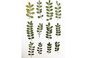 HANDI-KAFU 12 Stück Schinus Blatt echte natürliche getrocknete gepresste Blumen für Harz Kunst Handwerk DIY