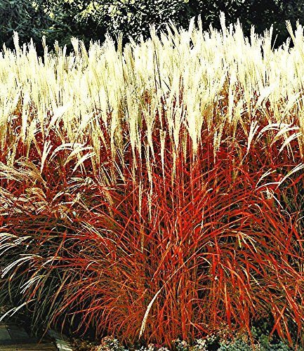 BALDUR-Garten Ziergras ‚Indian Summer‘ Chinagras, Chinaschilf, 1 Pflanze Miscanthus sinensis - 2