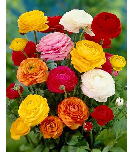 Bulbi Da Fiore In Sacco Di Juta - Foto 5