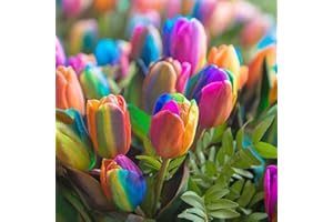 Oce180anYLVUK Semi di tulipano, 1 sacchetto di semi di tulipano Semi di fiori colorati prolifici piccoli non OGM per giardino Tulip Seeds