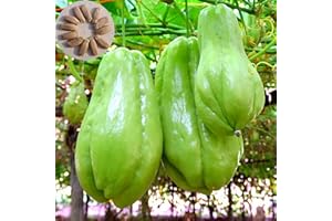 Luojuny Graines de chayote, 30 pièces/Sac sans dommages Particules dodues Taux de Germination élevé Plantation horticole Productive Naturel Sechium Edule Graines de légumes Fournitures de jardina