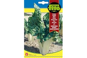 Semillas Fitó 4 - Semillas de Acelga Verde Penca Blanca Ancha Blanver