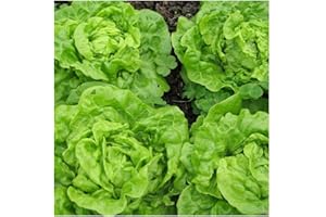 PREMIER SEEDS DIRECT - Lettuce - Tom Thumb - 1700 Finest Seeds