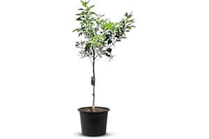 TropicTrees Citron vert d'une hauteur de 170 cm et d'une circonférence de tronc de 8-10 cm | Citron vert pour de jus, comme ingrédient d'épices et comme plante ornementale pour l'intérieur