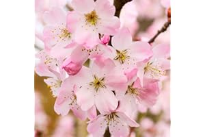 GARDENERSDREAM Prunus Pandora | Flowering Cherry | Ornamental Garden Tree | 5-6ft