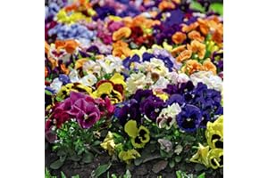 THOMPSON & MORGAN Pansy Matrix Mixed Garden Plant Hardy Perennial Flowering Garden Plants Easy to Grow Your Own 24x Plug Plants by Thompson and Morgan
