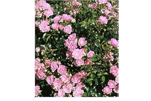 BALDUR Garten Rosen 'The Fairy', 1 Pflanze, Bodendeckerrose, winterhart, mehrjährig, blühend, Schnittblume, Rosa Hybride, Beetrose, große Blütenfülle, Bodendeckerrose