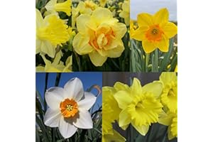 Perfect Plants – Spring Daffodil 50 Bulb Gift Box Collection – 5 Premium Varieties Size 12/14 (BestSeller, Tahiti, Tamara, Fortune & Sempere Avanti) – Garden-Ready Spring Bulbs, Gift for Gardeners