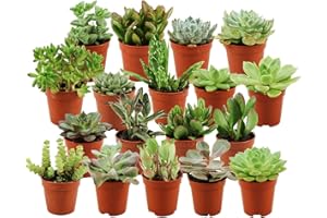 ZynesFlora Succulentes Naturelles en pot de fleurs Ø 5.5 cm - Lot de 18 - Hauteur: 5-10 cm - Mélange de Succulentes Petite Variétés Diverses Plantes Grasses d'Intérieur
