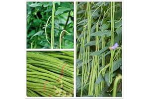 HUA XIAN ZI Semi di fagiolo lungo 30g Serpente/Fagiolo di asparagi lungo iarda Fagiolo rosso di tagliatella Fagiolo da giardino Verdura biologica Verde Semi cin