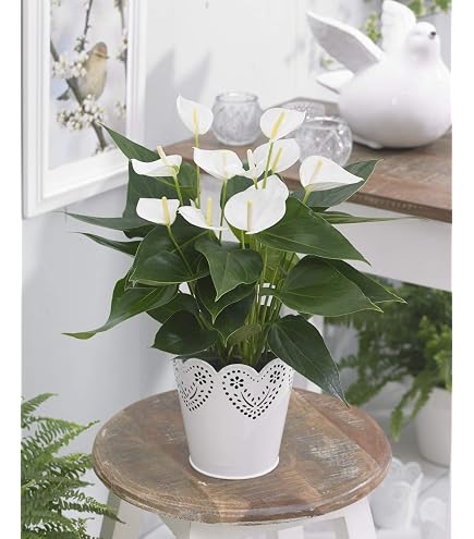 indoor plant small The Tropical Nano Desktop Plant