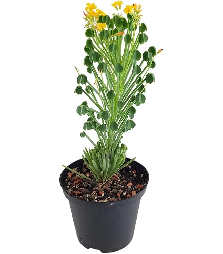 Fangblatt - Pachypodium lamerei - die bekannte Madagaskarpalme -  pflegeleichte Sukkulente/Zimmerpflanze - palmenartige Kaktee : Amazon.de:  Garten