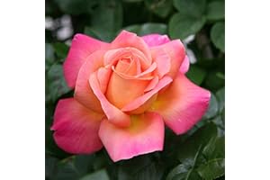Carbeth Plants Pink Rose Bush Chicago Peace - 1 Rose Plant in 3L Pot - Potted Roses Plants Outdoor Garden Ready to Plant Flowers - Ideal Flowers for Garden Growing in Bed, Borders and Patio Pots
