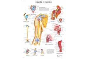 3B Scientific VR4170UU Spalla e Gomito