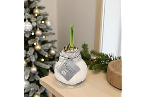 Carbeth Plants - Amaryllis White Waxed Bulb Live Houseplant in Gift Sleeve - No Water Indoor Flowering Hippeastrum Growing Bulb - Christmas Gardening Gift Idea for Plant Lovers (White Wax)