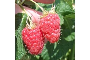 THOMPSON & MORGAN Raspberry Canes 'Malling Minerva' Early Summer Fruiting Rubus idaeus Hardy Shrub Easy to Grow Your Own Garden Raspberries Fruit Plants 6X Bare Root Canes by Thompson and Morgan