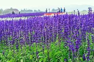 HUA XIAN ZI 2000 semi, semi di salvia "blu zaffiro" (Salvia farinacea)