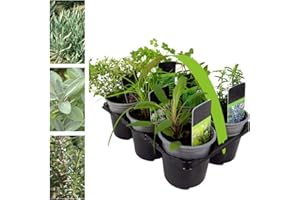 CARBETH PLANTS 6 Herb Plant Mix - Mix of Herb Plants in 9cm Pots Ready to Plant - Various Vars Like Rosemary - Thyme - Sage - Lavender