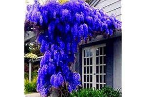 BENOON 10 semi di glicine Sinensis ornamentali per giardino, giardino, giardino, ufficio, bonsai, glicine Sinensis, per donne, uomini, bambini, principianti, giardinieri, regalo