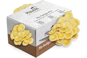 Hawlik Pilzbrut | Kit cultivo setas de ostra amarilla pequeño I setas autocultivo | no se requieren conocimientos previos I kit de cultivo casero juego de niños I champiñon pleurotus citronopileatus