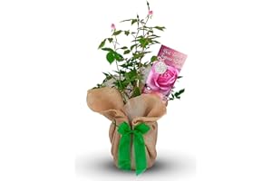 CARBETH PLANTS Rose Bush 'Best Friend Forever' - Gorgeous Gift for That Best Friend in Your Life - Gift Rose Bush for The Garden