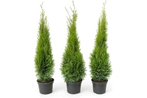 PFLANZHITS IHR PFLANZENPARTNER 10st. Thuja Smaragd 90-120cm ohne Topf gemessen Heckenpflanzen Lebensbaum Immergrüne Heckenpflanze Winterhart
