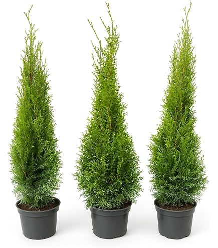 15x Thuja Smaragd 80-100 cm | Lebensbaum Heckenpflanzen mit festem Ballen |  5 m Sichtschutzhecke immergrn & winterhart | Edelthuja : Amazon.de: Garten